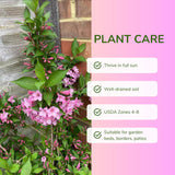 Pink Weigela Plant Live, Flowering Weigela Bush, 8-12'' Tall in Quart Pot, Perennial Shrub for Outdoor Planting
