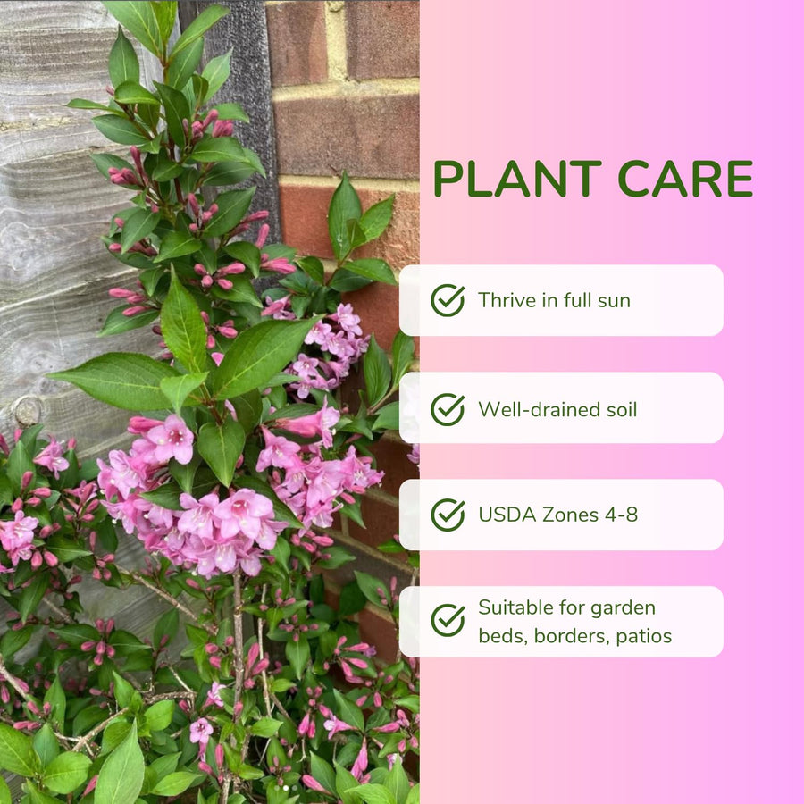 Pink Weigela Plant Live, Flowering Weigela Bush, 8-12'' Tall in Quart Pot, Perennial Shrub for Outdoor Planting