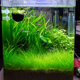 100 Aquarium Water Grass Seeds, Aquarium Plant Seeds, Water Grass Ground Covering Plant Seed, Grass Seed for Ground Covering