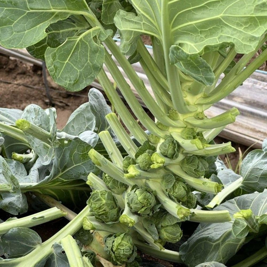 250+ Brussels Sprouts Seeds, Garden Seeds for Backyard Planting, Suitable for Outdoor Growing Conditions