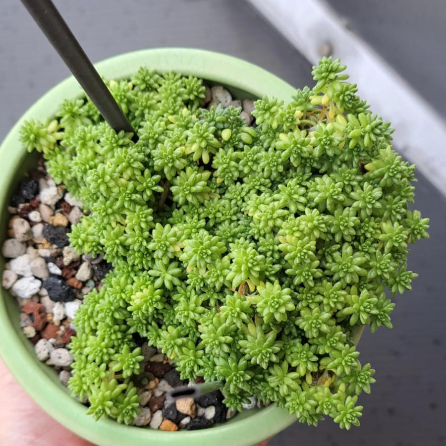Sedum Succulent Plant Live, Succulent Live Plant, Fully Rooted Succulent Live in 4 Inc Pot, House Plant for Home Office