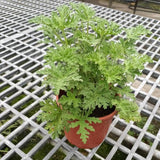 Pack 4 of Citronella Plants for Outside, Live Citronella Geranium Plants, 4 Inc Tall Perennial Garden Plant