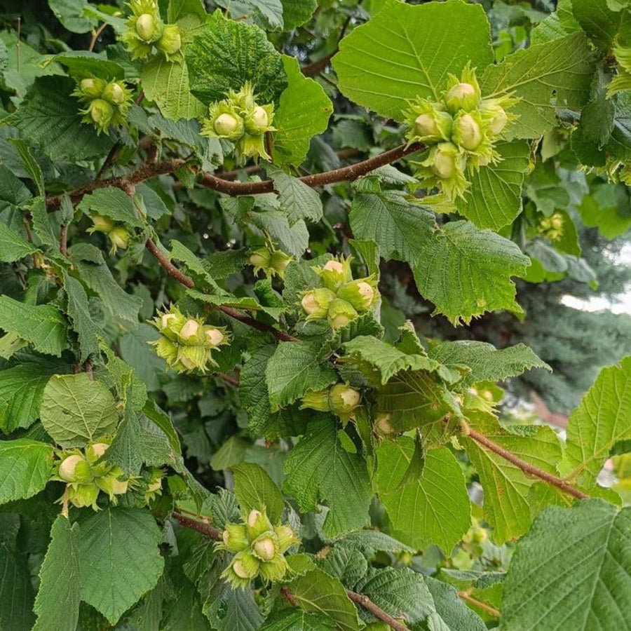 Set 2 Hazelnut Plant Live Shrub 6-10 Inches Tall, Hazelnut Tree in Quart Pot, Fast Growing Nut Tree for Outdoor Garden and Yard, Dormant in Winter