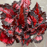 Begonia Live Plant Outdoor, Can Grow As Weeping Begonia, Red Black Leaf, Fast-Growing, Easy-Care Flowering Plant for Gardens Containers, 5-9” Tall, No Pot, Begonia Maculata Plants