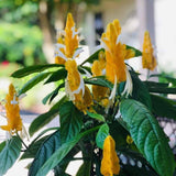 2 Golden Shrimp Plants Live, No Pot, Live Shrimp Plants, 3 to 5 Inc Tall, Shrimp Plant Pot, Shrimp Live Plants for Garden Planting