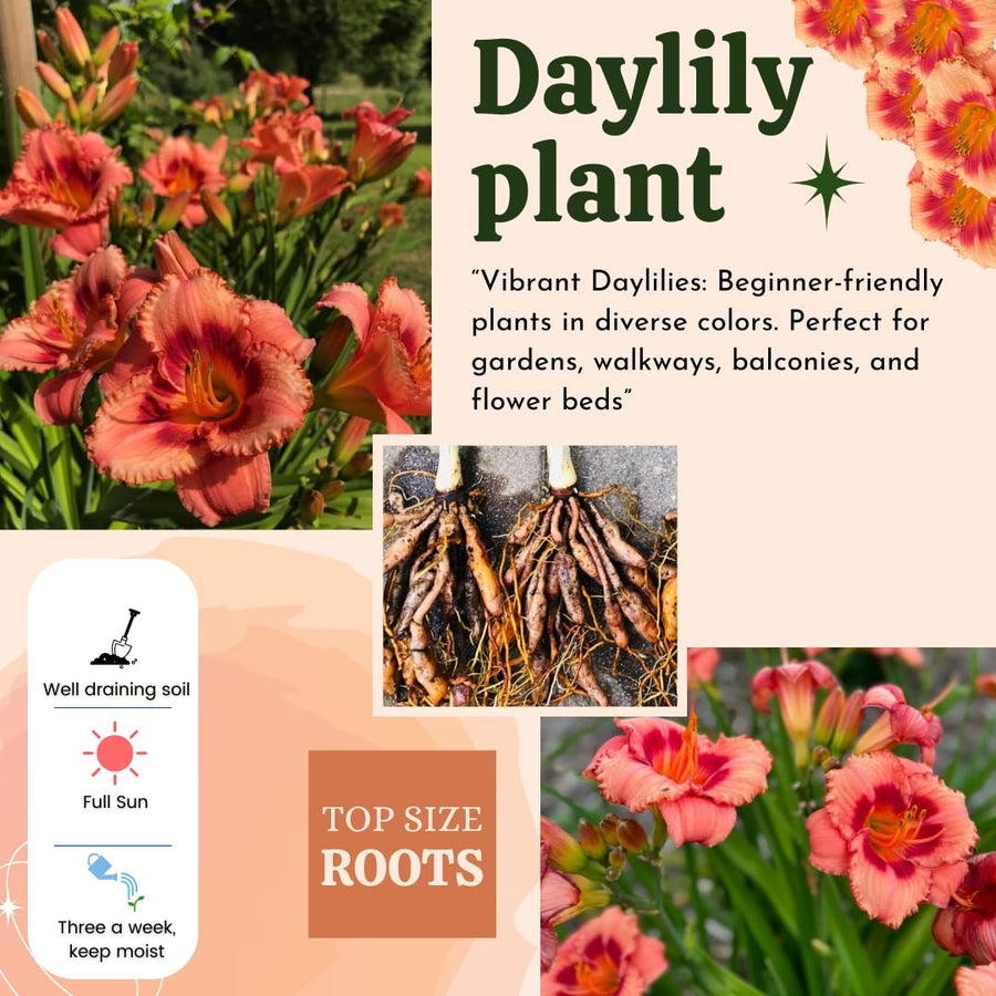 10 Strawberry Daylily Roots, Hardy Perennial Flower for Garden Beds and Borders Planting, Easy Care, Ready to Grow