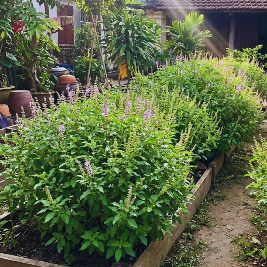 Set 3 Holy Basil Plant Live for Indoors, Tulsi Basil Plant Live, Well Rooted from 3 to 5 Inc Long