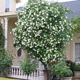 Climbing Roses Live Plants, Fragrant Climber Rose for Garden, 4 to 10 Inches Tall, Hybrid Tea Roses Bushes, Establish Root, Cut Back (White)