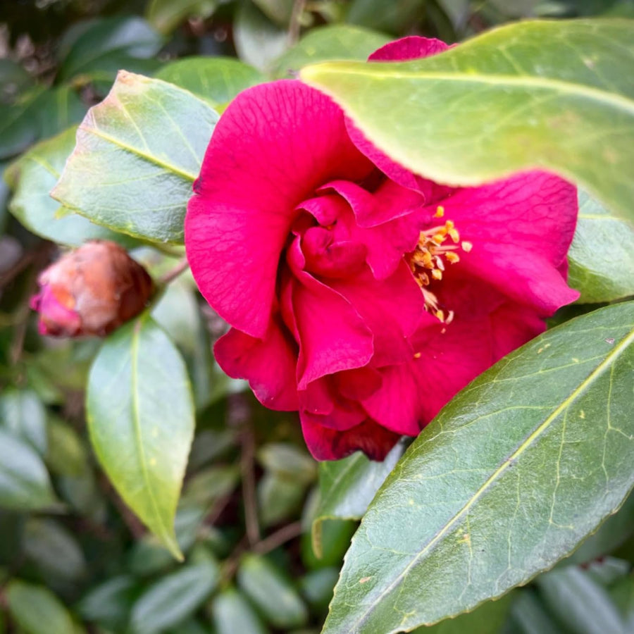 Camellia Plant Live, Camellia Flower Shrub, Well-Rooted in Pot, Cold Hardy Plant for Indoor Outdoor, 8-12'' Tall (Red)