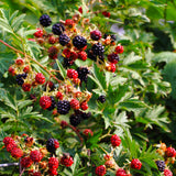 Set 2 Thornless BlackBerry Plants Cuttings, Well Rooted Cutting 4 Inches Tall, Sweet Berries and High Yield for Edible Garden, Ready for Planting