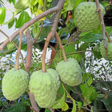 Annona Cherimoya Tree Live, Tropical Fruit Tree, 2-3 Feet Tall, 1 Gallon
