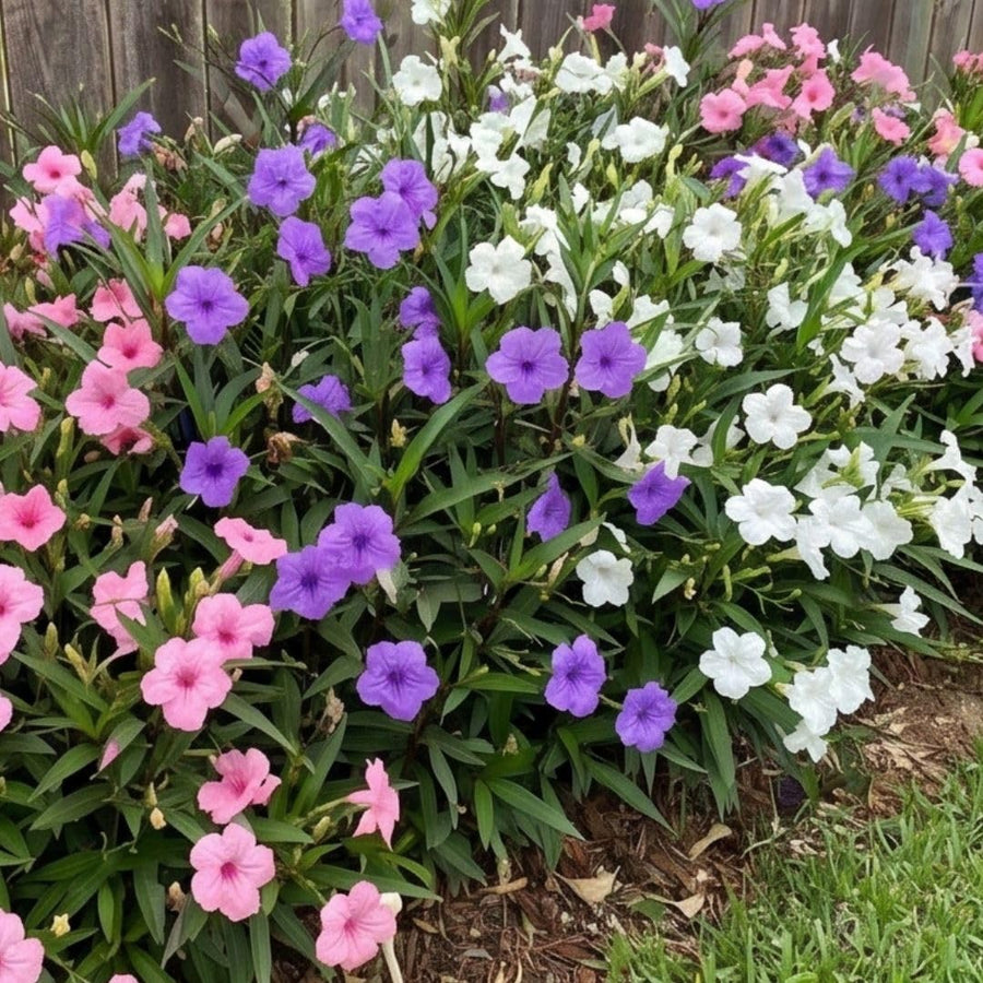 Mix Mexican Petunias Live Plant 4-8" Tall, 3 Plant Per Pot, Petunias Live Plants 4 Inch Pot, Colorful Flowering for Garden, Landscape