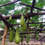 Pack 25 Bottle Gourd Seeds, Long Melon Climbing Vine, Vegetable Seed for Outdoor Gardening, Zone 8 to 11