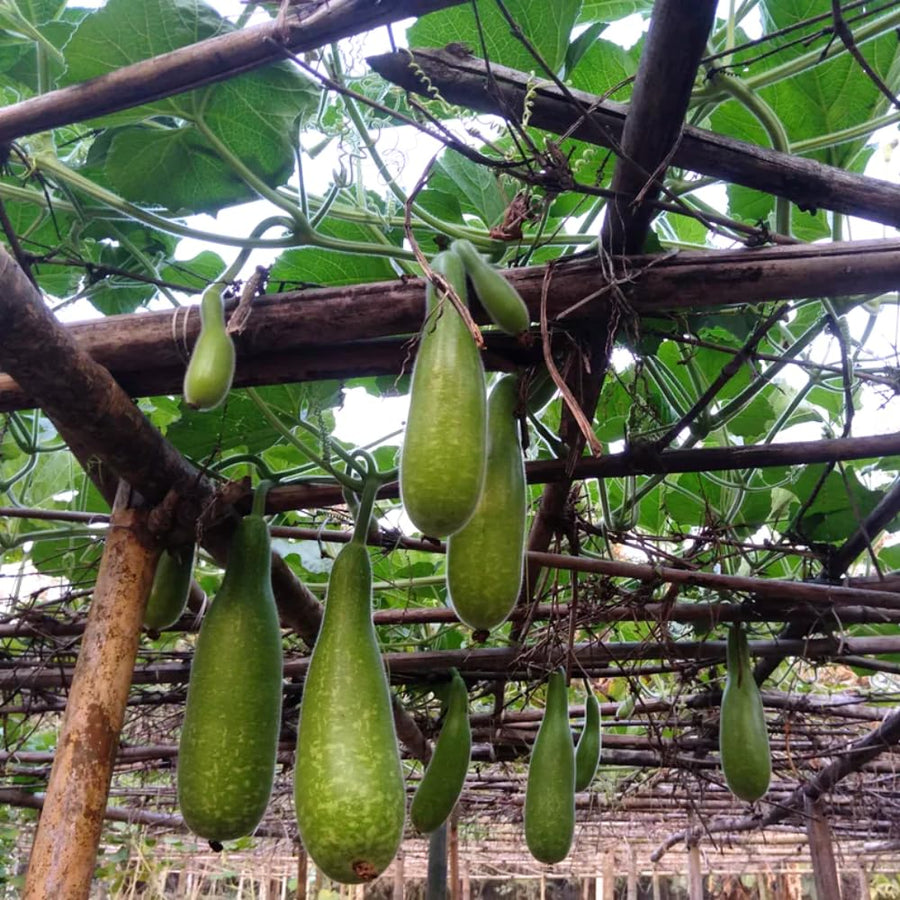 Pack 25 Bottle Gourd Seeds, Long Melon Climbing Vine, Vegetable Seed for Outdoor Gardening, Zone 8 to 11