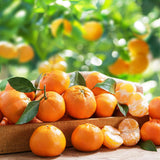 Ready Plant Tangerine Tree Live, 3 Years Old 3 Feet Tall, Grafted Citrus Tree for Outdoor Indoor Planting, Sweet Tangerine Orange Fruit Tree