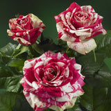 Mini Rose Bush, Miniature Rose Flowers in 3'' Pot, Compact Flowering Rose for Indoor Outdoor Gardens and Containers (Red Pink Roses)