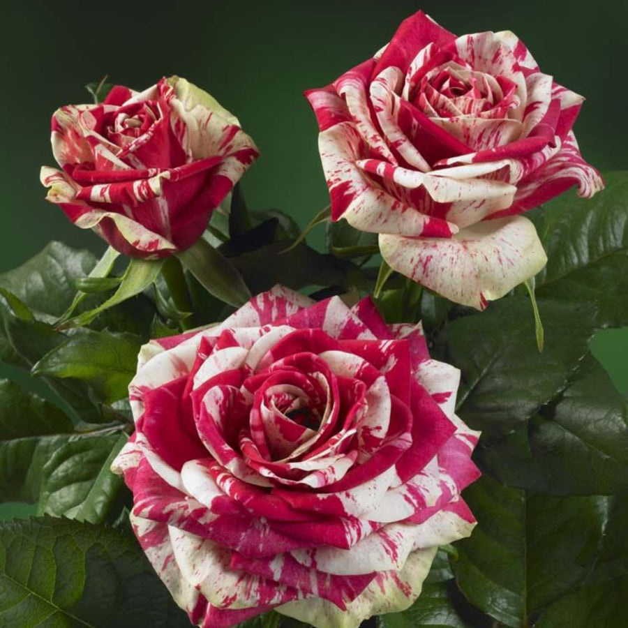 Mini Rose Bush, Miniature Rose Flowers in 3'' Pot, Compact Flowering Rose for Indoor Outdoor Gardens and Containers (Red Pink Roses)
