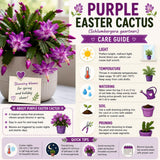 Easter Cactus Live Plant, Easter Cactus Plant 5 Inches in Height, 4 Inch Pot, Bright Bloom Flowering Houseplant for Planting (Purple)