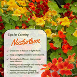 Nasturtium Plant, 4" Pot, Nasturtium Live Plants, Trailing Flower Vine Plants, Well Rooted