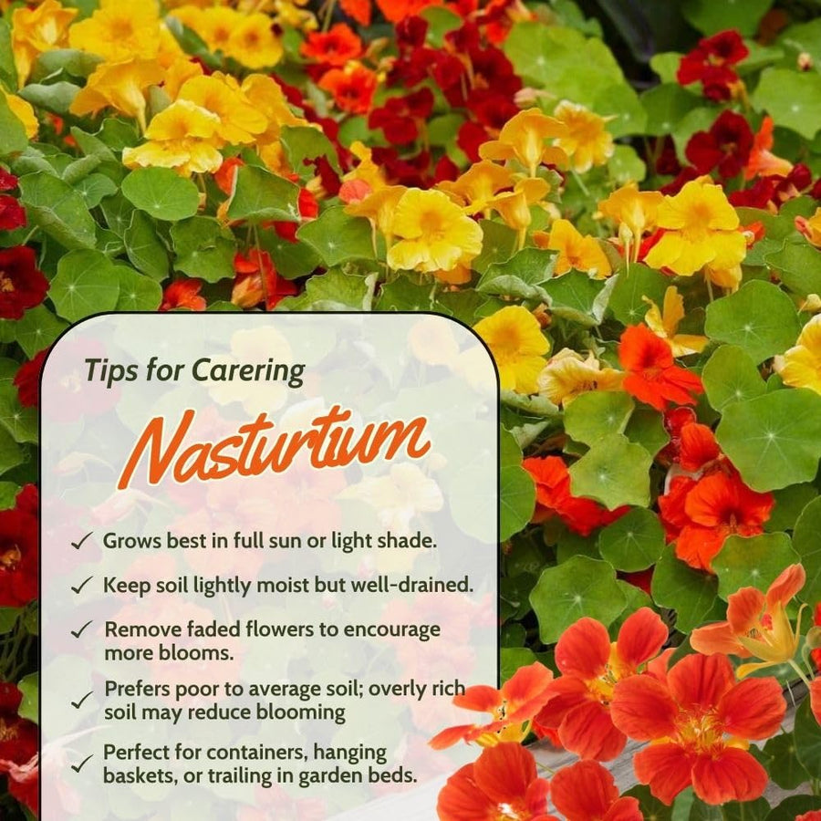 Nasturtium Plant, 4" Pot, Nasturtium Live Plants, Trailing Flower Vine Plants, Well Rooted