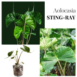 Alocasia Plant Green Stem, Elephant Ear Plants, Variegated Colocasia Plant, Colocasia Alocasia Esculenta Taro for Indoor Outdoor Gardens, Very Cold Hardy