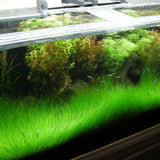 Pack 300 Aquarium Water Grass Seeds - Water Grass Ground Covering Seeds Plants for Landscaping and Aquarium Decoration