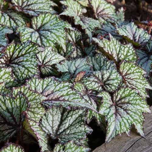Combo 3 Summer Begonia Angel Wing Plants Live, Begonia Maculata Live Plant, Begonias Live Plants Outdoor, 4 to 8 Inc Tall