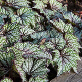 Combo 3 Summer Begonia Angel Wing Plants Live, Begonia Maculata Live Plant, Begonias Live Plants Outdoor, 4 to 8 Inc Tall