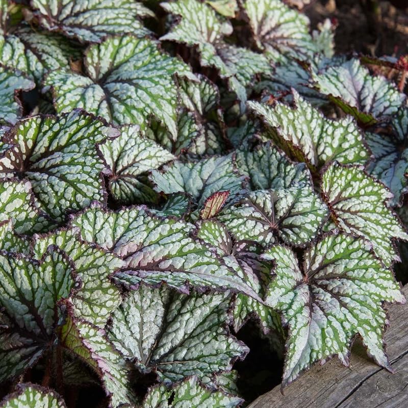Combo 3 Summer Begonia Angel Wing Plants Live, Begonia Maculata Live Plant, Begonias Live Plants Outdoor, 4 to 8 Inc Tall