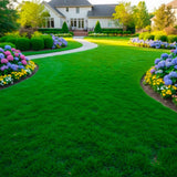 Set of 12000 Zoysia Grass Seed for Lawn, Zoysia Grass Seeds, Soft Dense Green Coverage, Green Grasses for Ground Cover, Front Yard, Backyard or Landscape