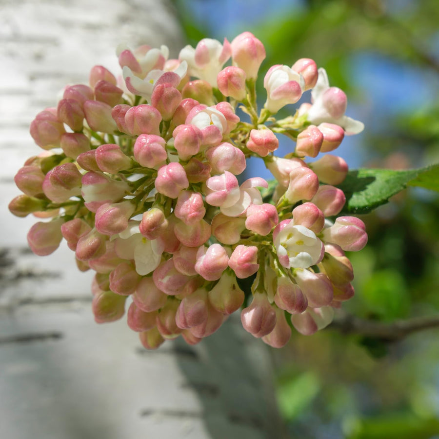 Pink Viburnum Live Plant, 2.5 Inch Pot Hardy Flowering Shrub, Fragrant Spring Blooms for Landscape Garden