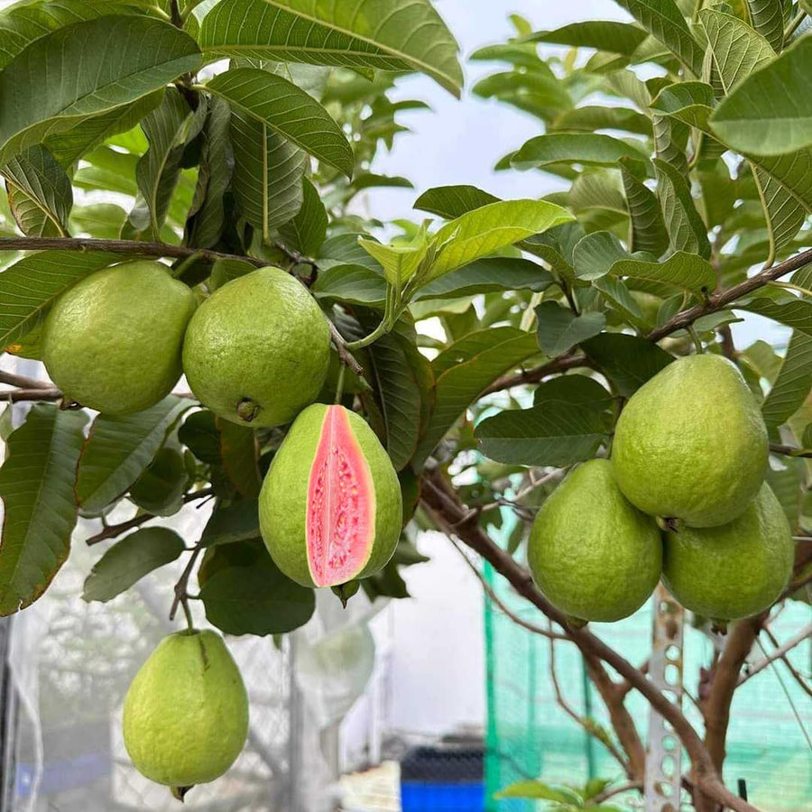 Pink Guava Tree Live Plant, 3 to 6 Inc Tall, Well Rooted, 4 Months Old Guava Tree Seedling, Fragrant Guava for Planting, Cold Hardy