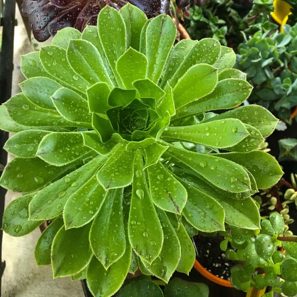 Aeonium Succulents Plant Live, Aeonium Plant in 4 Inc Pot (Green)