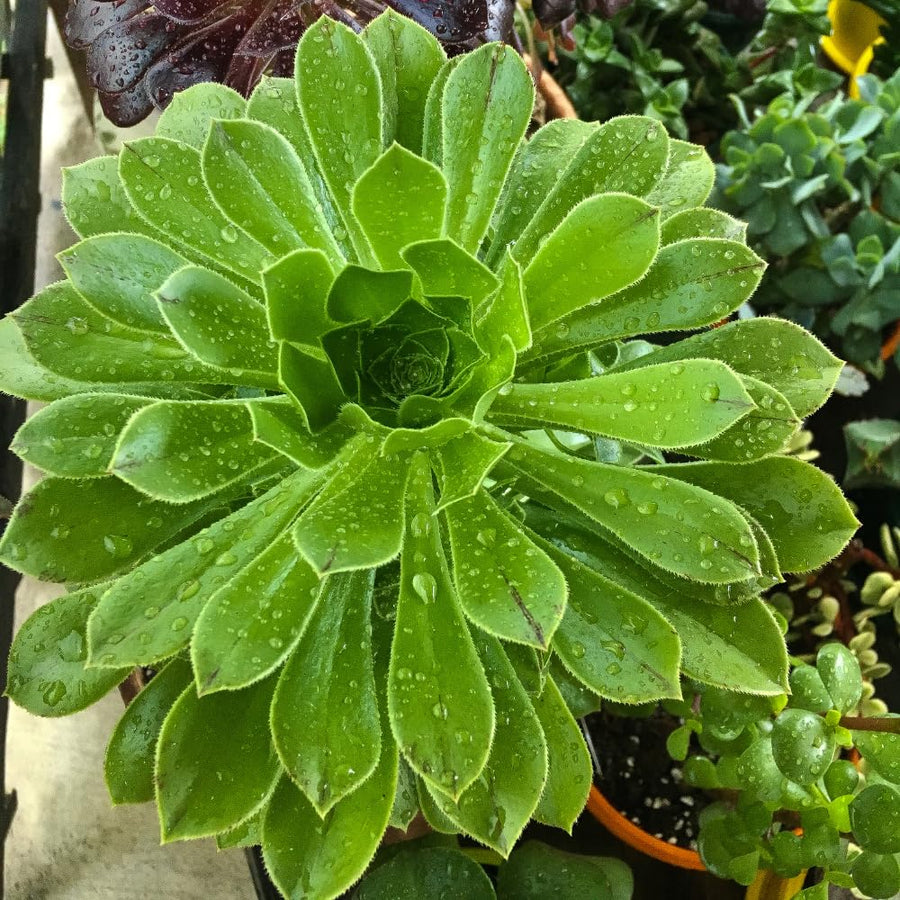Aeonium Succulents Plant Live, Aeonium Plant in 4 Inc Pot (Green)