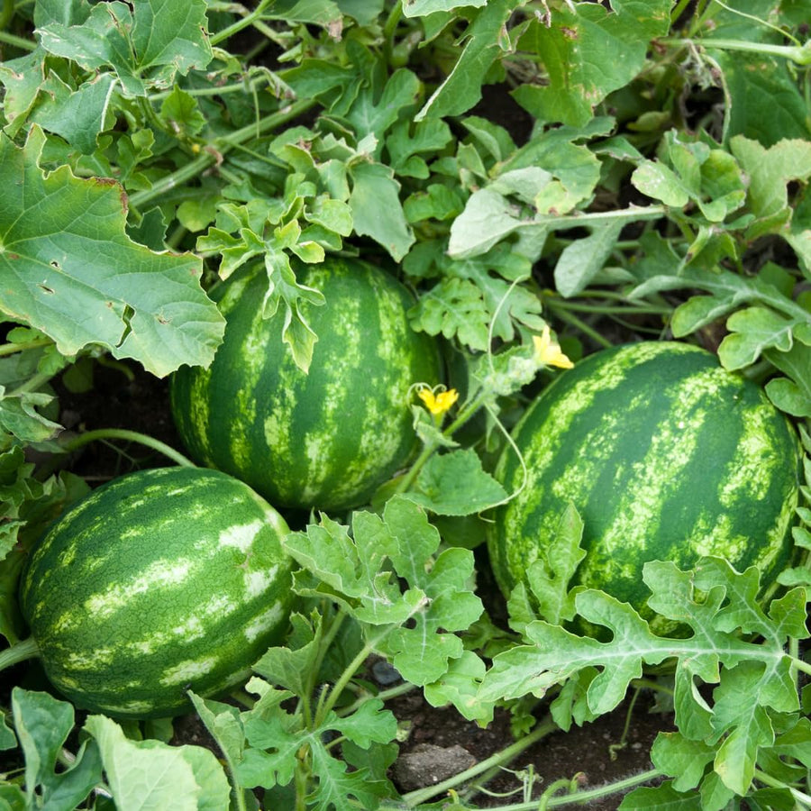 2 Watermelon Plants Live, 4 to 6 Inches Tall, Sweet Fruit Plants, Sweet Melon Starter Plants for Outdoor Gardens