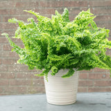 10 Lady Fern Roots for Planting, Live Fern Plants, 4–6 Inches Tall, Hardy Indoor & Outdoor Planting for Garden, Patio, or Terrarium