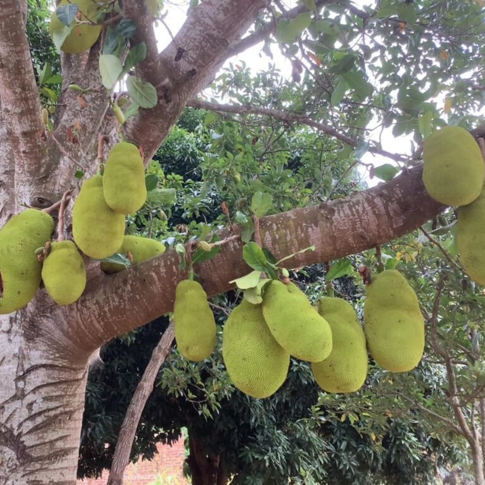 Jackfruit Tree Live Plant, 10 Inc Tall, Live Jackfruit Plant for Gardening