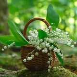 10 Lily of The Valley Roots, Cold Hardy Perennial White Lilies Bulbs for Garden,Spring Planting