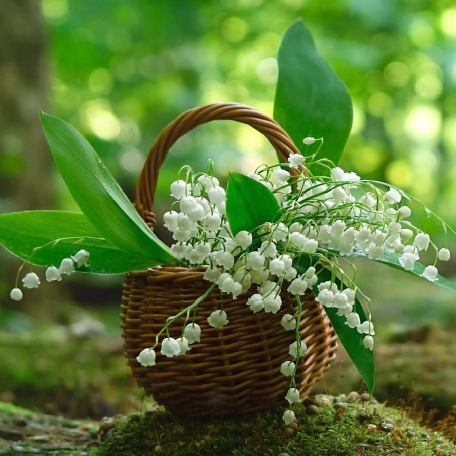 10 Lily of The Valley Roots, Cold Hardy Perennial White Lilies Bulbs for Garden,Spring Planting