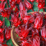 Hardy Red Roselle Hibiscus Plant Live, 8-12" Tall Red Sabdariffa Sorrel Roselle Hibiscus Flowers, Half Gallon Pot, Tropical Hibiscus Plant for Indoor Outdoor Planting