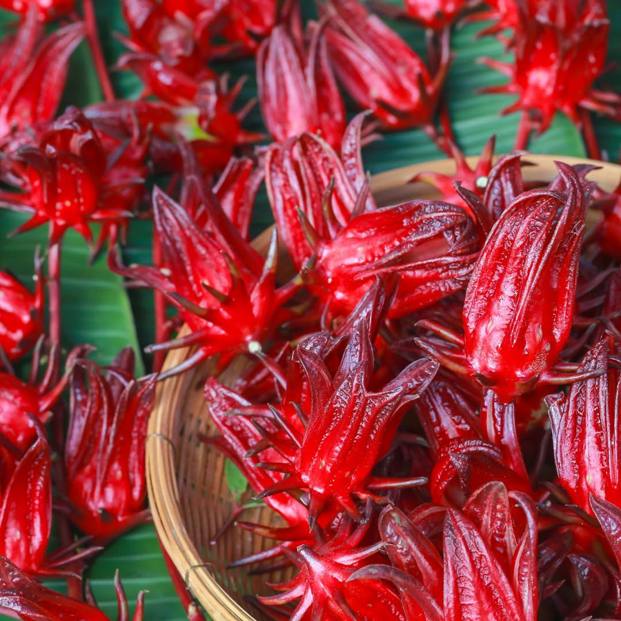 Hardy Red Roselle Hibiscus Plant Live, 8-12" Tall Red Sabdariffa Sorrel Roselle Hibiscus Flowers, Half Gallon Pot, Tropical Hibiscus Plant for Indoor Outdoor Planting