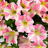 2 Petunia Live Plants, Princess Hearts Petunia Flowers, Live Petunias Plants Outdoor Indoor, 5-9 Inch Tall