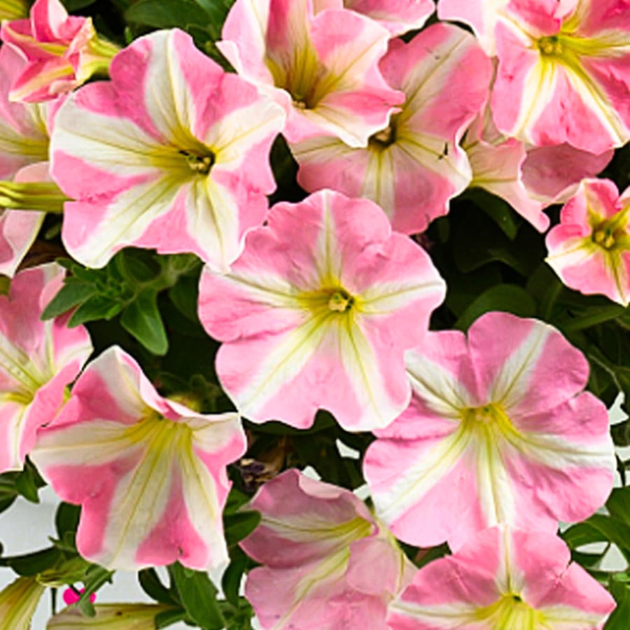 2 Petunia Live Plants, Princess Hearts Petunia Flowers, Live Petunias Plants Outdoor Indoor, 5-9 Inch Tall