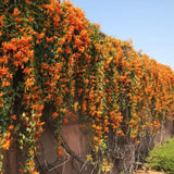 Orange Honeysuckle Plant Live, 8-10 Inches Tall in 4 Inch Pot, Fast Growing Flowering Vine for Outdoor Planting