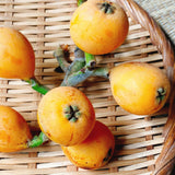 Golden Loquat Live Plant 8-10″ Tall, Tropical Fruit Tree Well Rooted, Outdoor or Container Planting