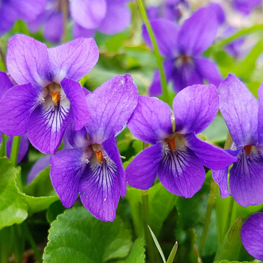 24 Common Blue Violet Live Plants Ground Cover Bush, Blue Purple Bloom Colors for Growing, Bare Roots