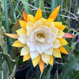 2 Yellow Epiphyllum Orchid Cactus Live Plants, 6-8" in Tall Succulent for Indoor Outdoor Home Decor, Cold Hardy, Spring Planting