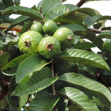 Guava Plant Live, 6-10 Inch Tall, Tropical Guava Tree in 4” Pot for Indoor or Outdoor Growing (Pink Guava)