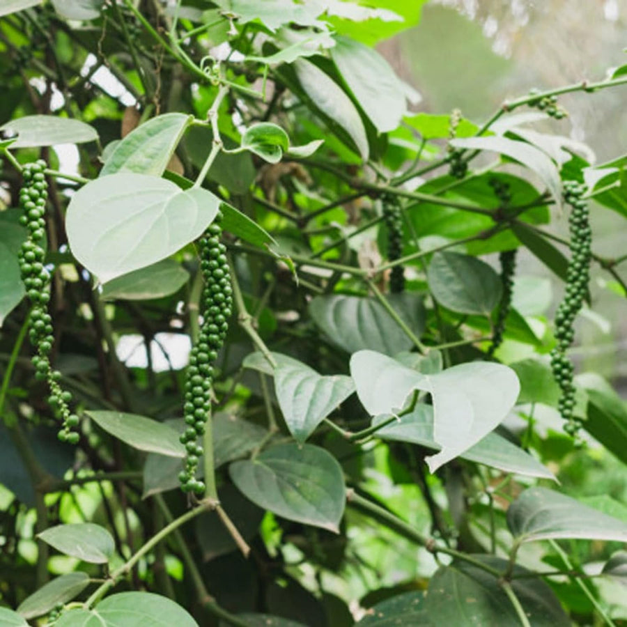 Piper Nigrum Plant Live, 4 to 6 Inches Tall, Black Pepper Plant Tree Live for Garden