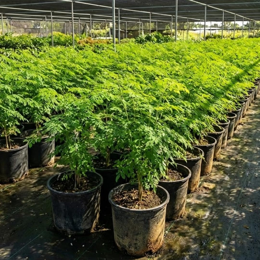 Live Moringa Oleifera Tree Plant, 1-2 Feet Tall, Established Malunggay Plant in Pot, Fast-Growing Drumstick Tree, No CA